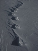 caribout tracks.jpg